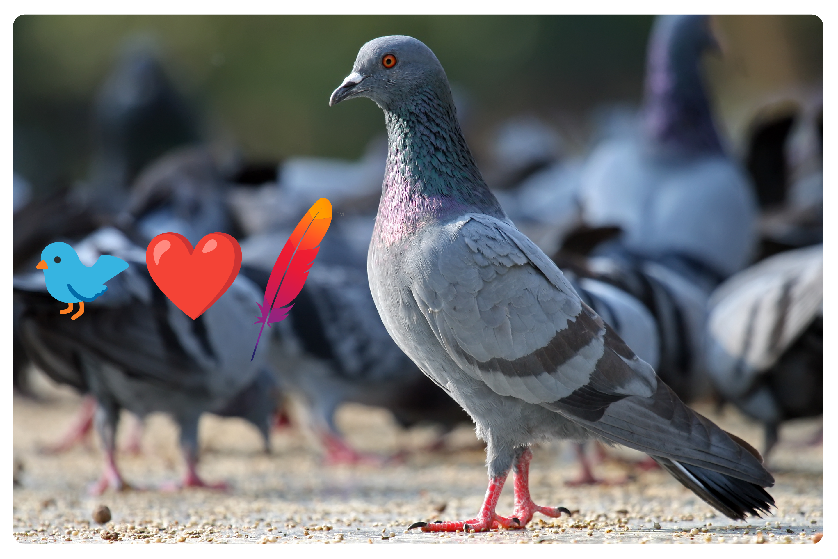 A pigeon standing in a flock alongside an image of a bird, a heart emoji, and the Apache software foundation feather